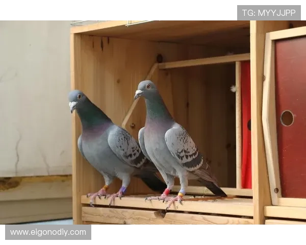 OG真人AG平台安全保障措施详解确保玩家资金与个人信息安全无忧